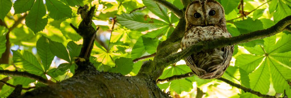 Female tawny owl looking down from her perch in a conker tree during a late spring afternoon.