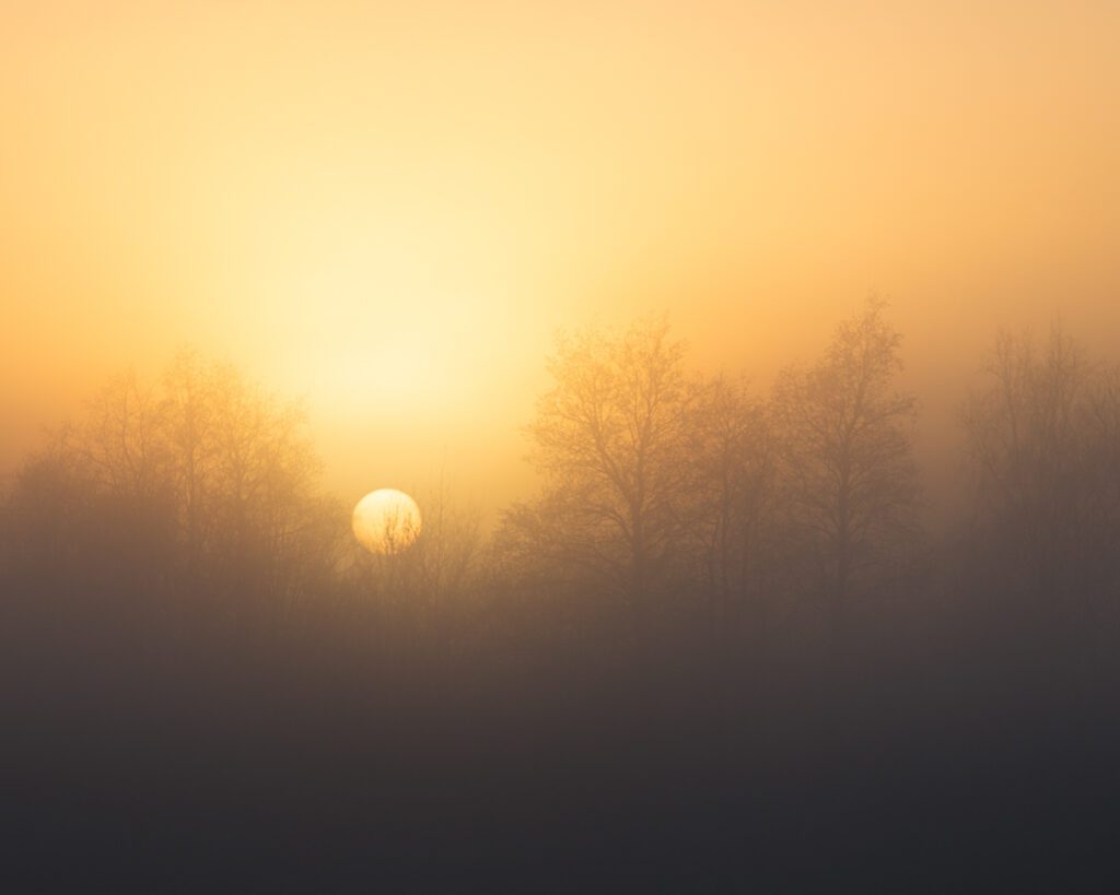 A gorgeous golden sunset behind a cluster of wintry trees silhouetted in mist.