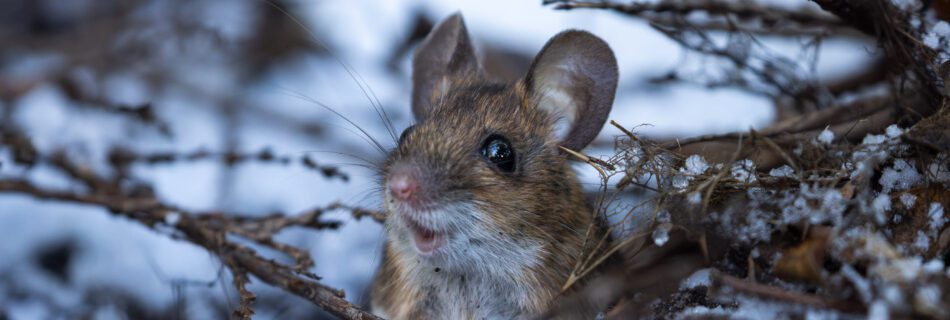 Wood mouse peeking out from a snow‑dusted burrow with a wide‑eyed, surprised expression.