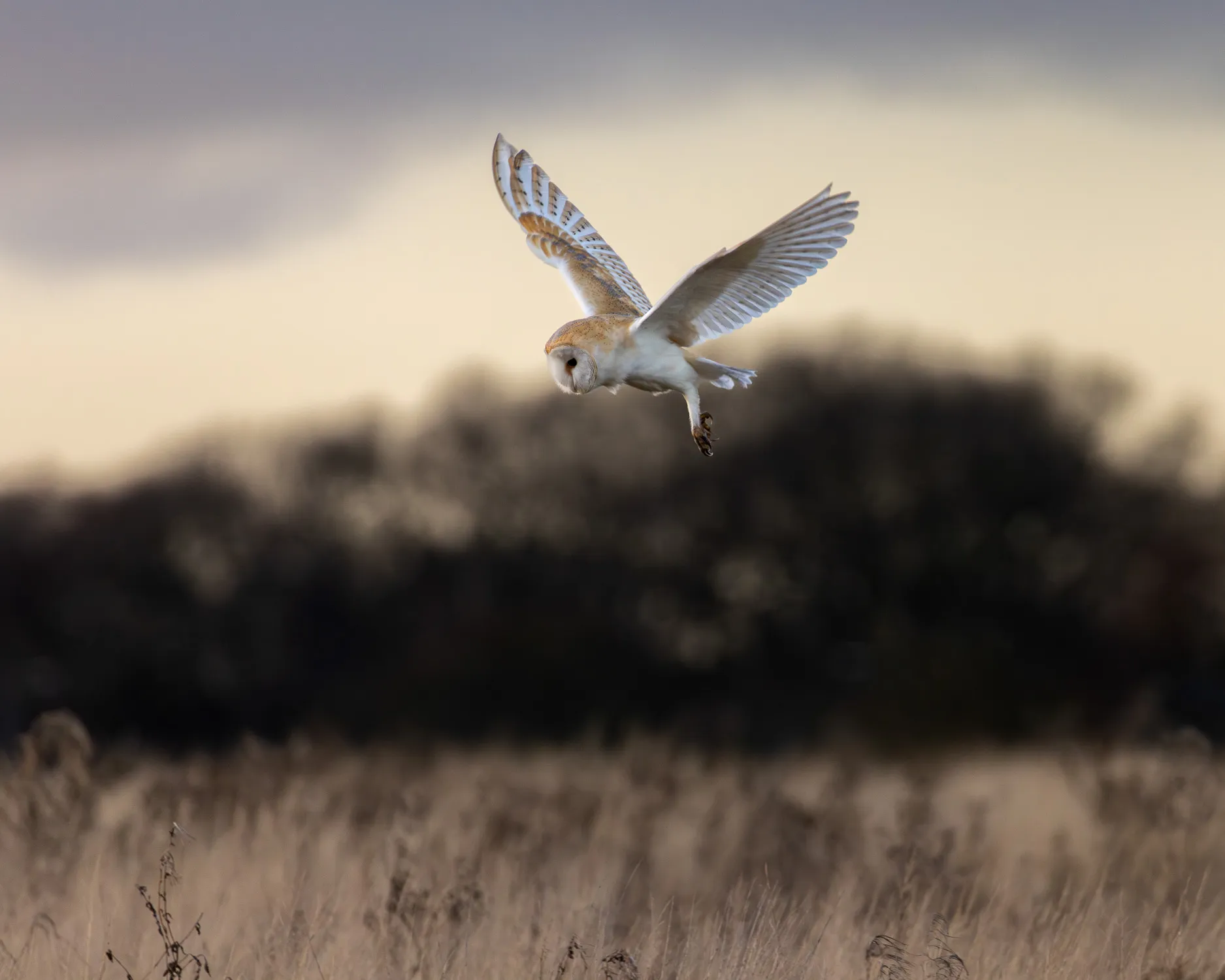 A barn owl hovering in a field against a backdrop of dormant trees at sunset in the middle of winter.