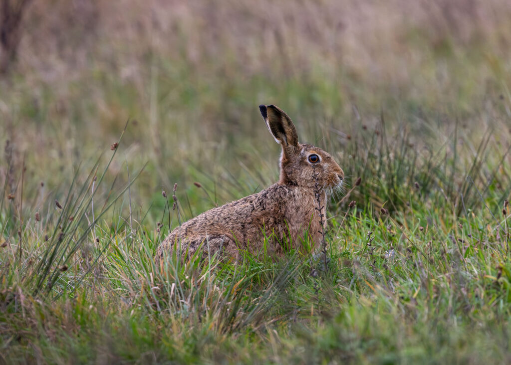 A close-up of a brown hare sat in a grassy field during spring in the countryside.