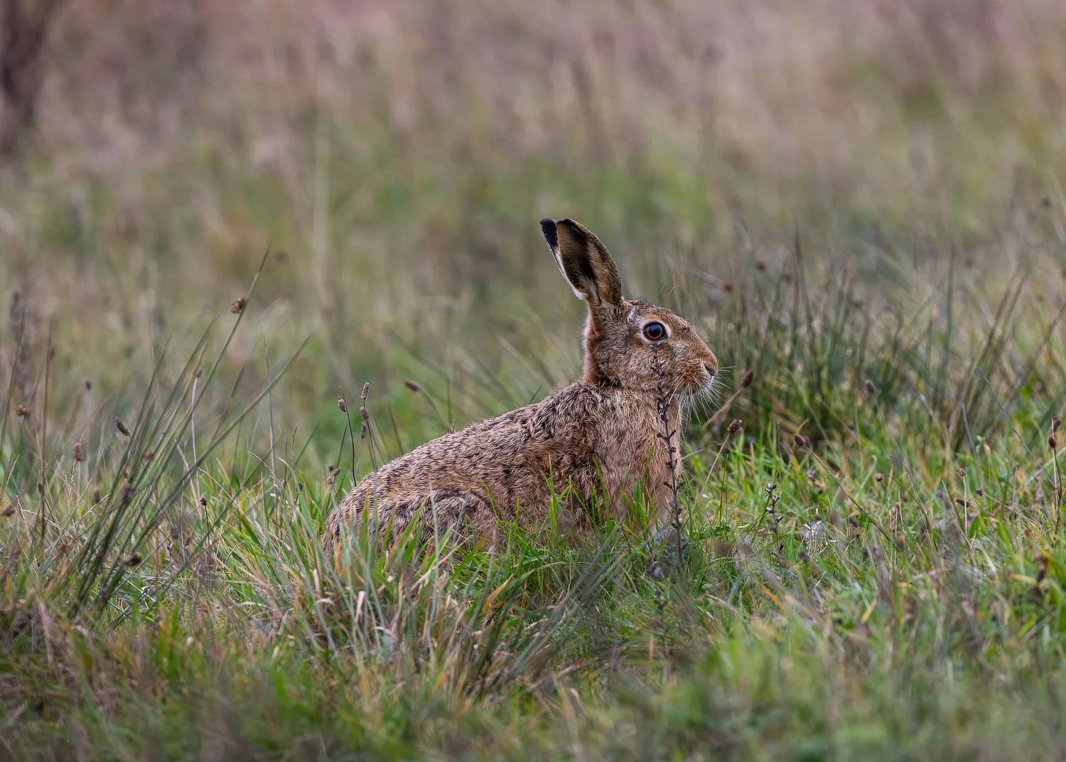 A close-up of a brown hare sat in a grassy field during spring in the countryside.