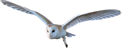 A barn owl with flared wings used as a divider image for the STILL OUTDOORS homepage.
