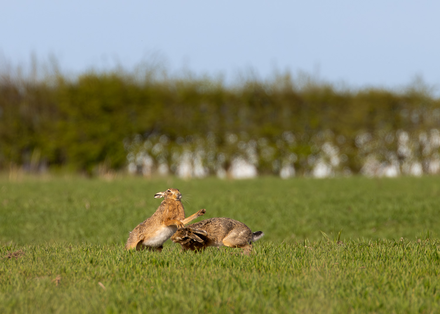 Wildlife photographer Simon Evans captures mad March hares boxing in open farmland in the beautiful Rainford Village countryside.