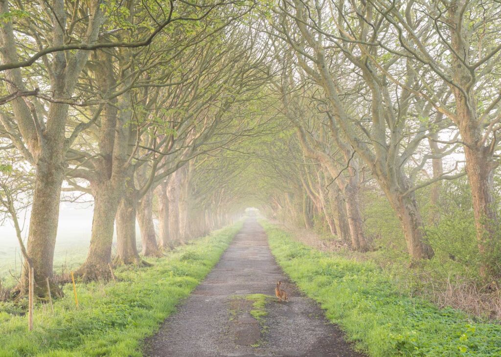 A misty tunnel of trees along Coach Road, Rainford, during an early spring morning, with a hare sitting curiously in the foreground.
