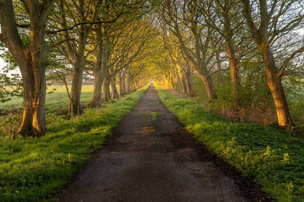 A beautiful spring sunrise along Coach Road in Rainford. Trees alongside the path catch the spring light beautifully.