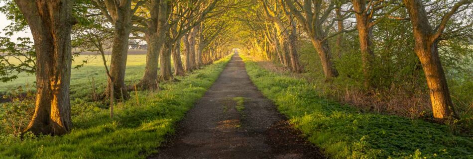 A beautiful spring sunrise along Coach Road in Rainford. Trees alongside the path catch the spring light beautifully.