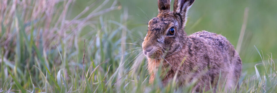 A close-up portrait of a mad March hare moving along a run in a field during spring.