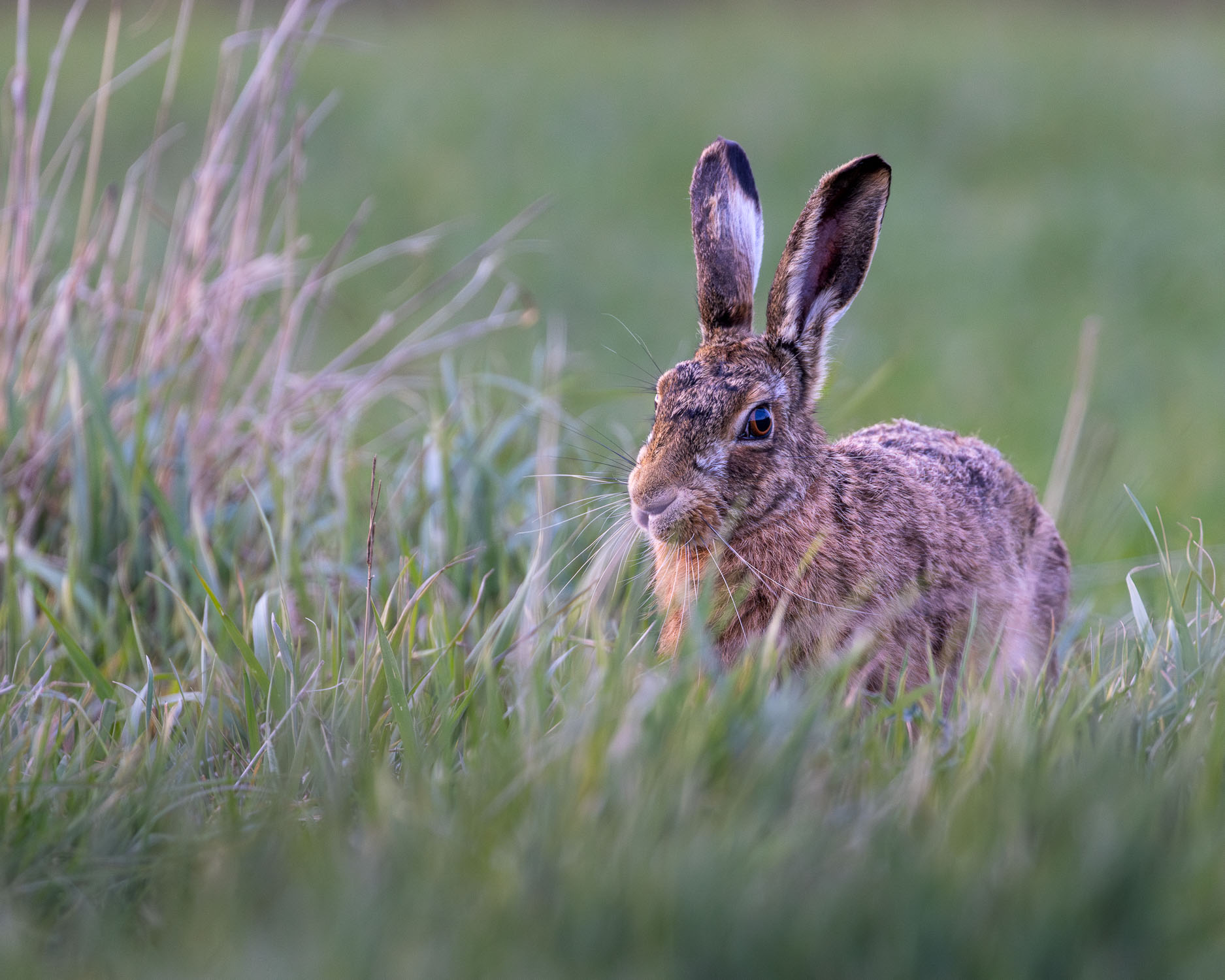 Photographing Mad March Hares in the Beautiful English Countryside