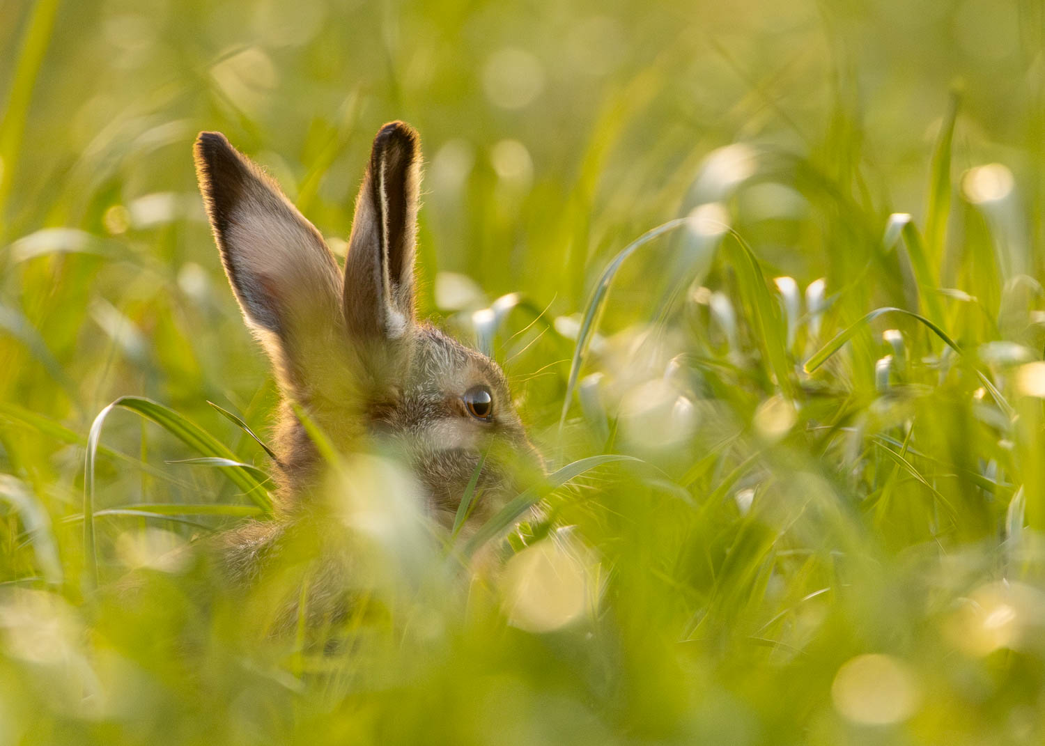 A maturing Leveret photographed close-up through a delicate barley field at sunset.