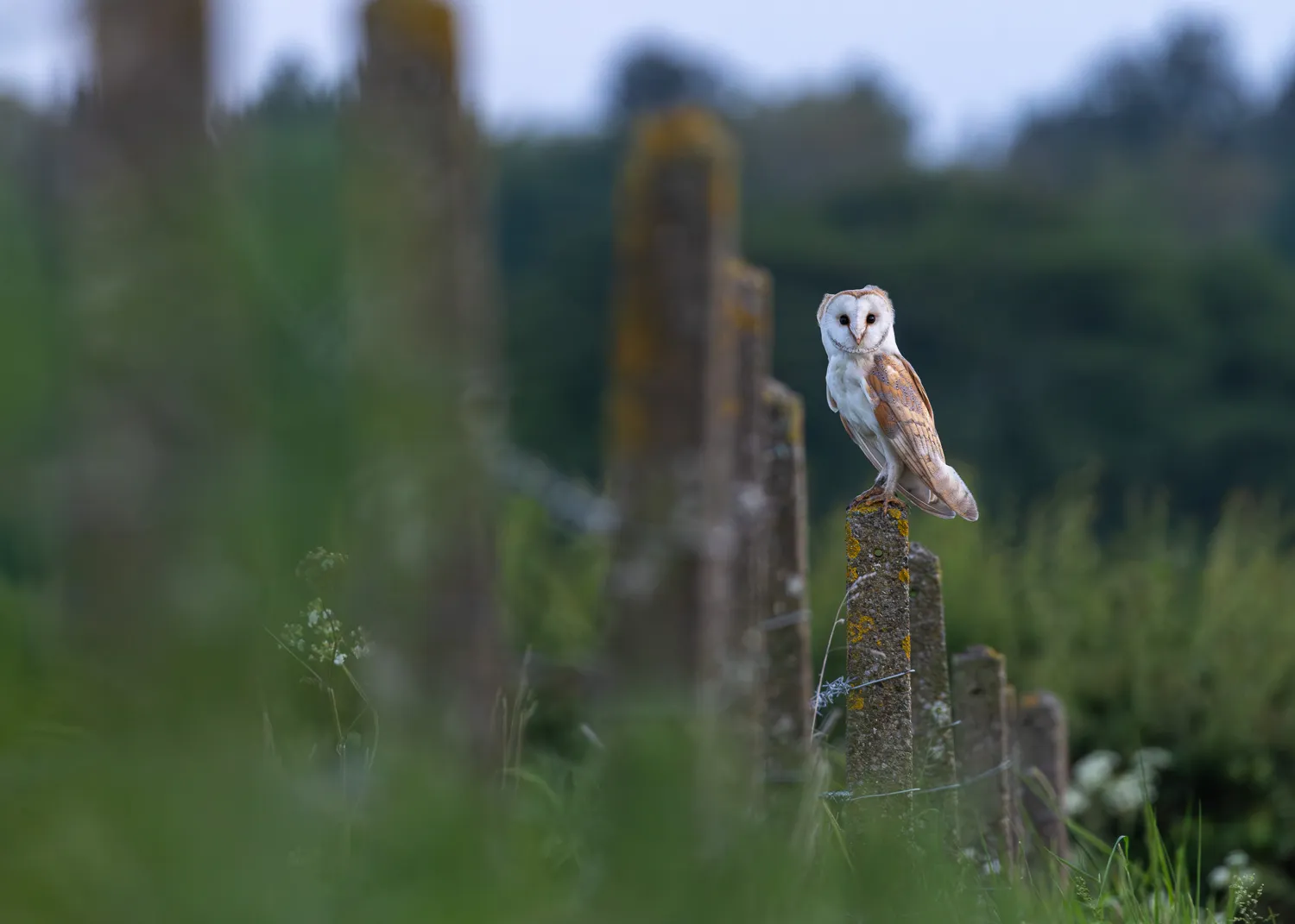A barn owl gazing down a public path whilst perched on a post at the edge of a meadow.