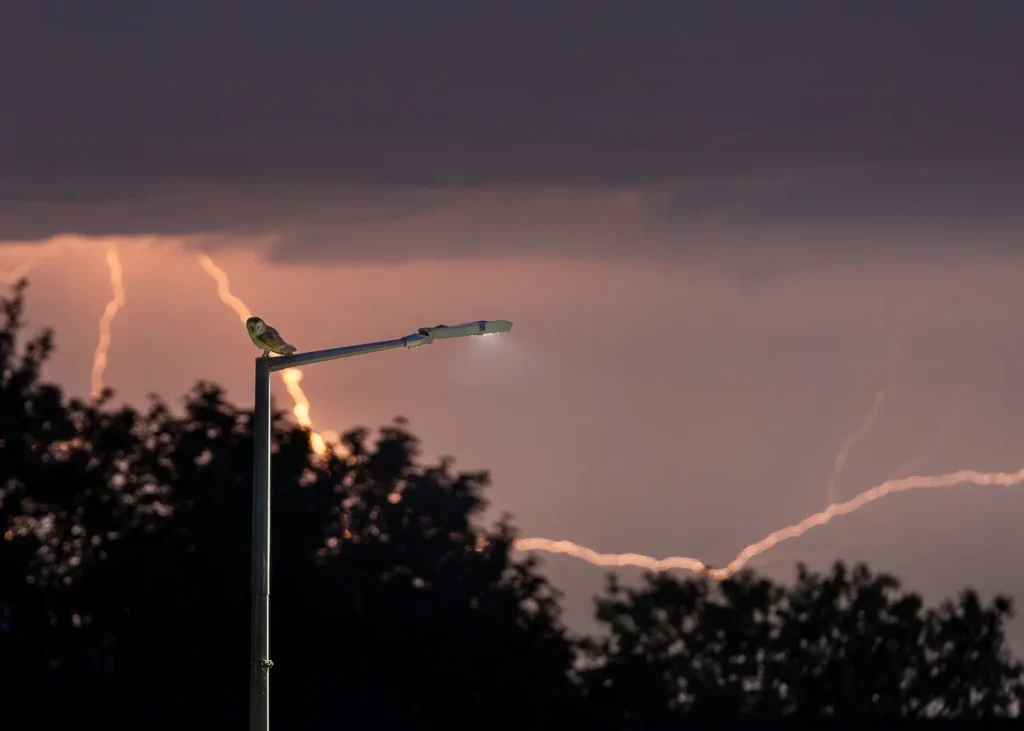 A barn owl perched on a lamp post at night with lightning forking across the night sky in the distance.
