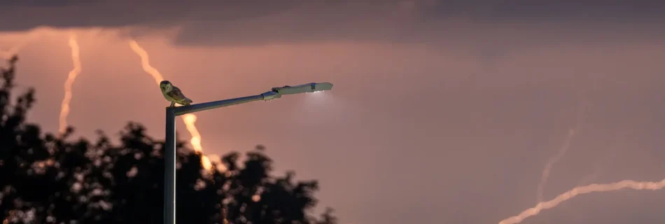 A barn owl perched on a lamp post at night with lightning forking across the night sky in the distance.