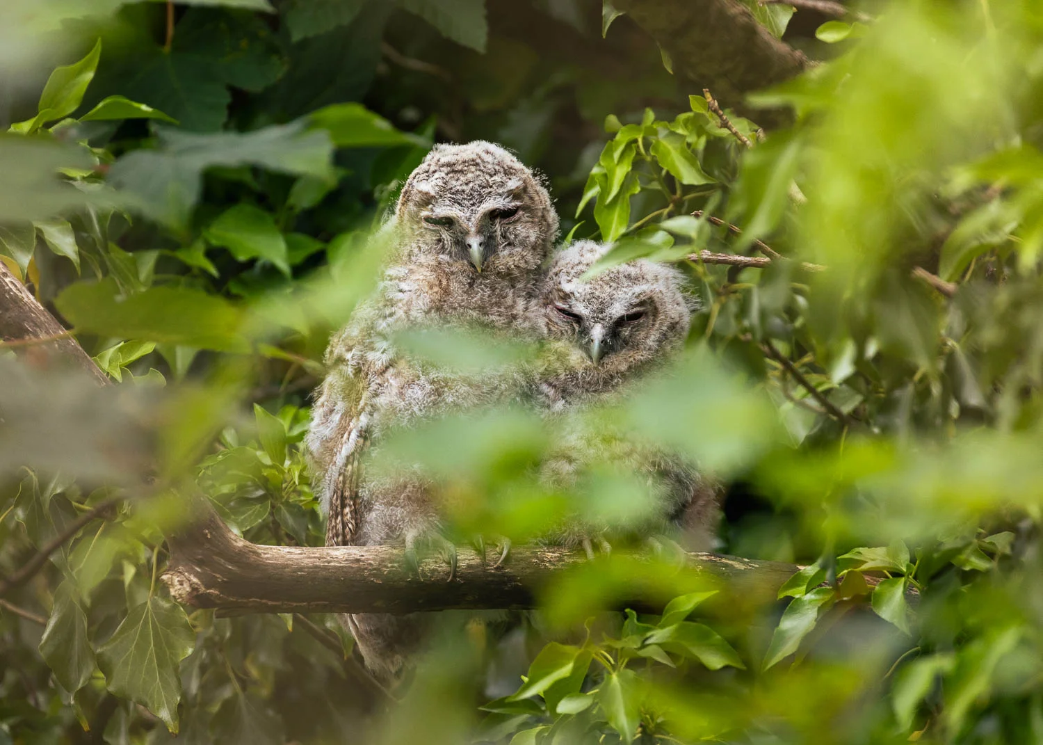 Wildlife photograph featuring a pair of branching tawny owlets huddled together on a branch, surrounded by dense leaves and foliage near Rainford Village.