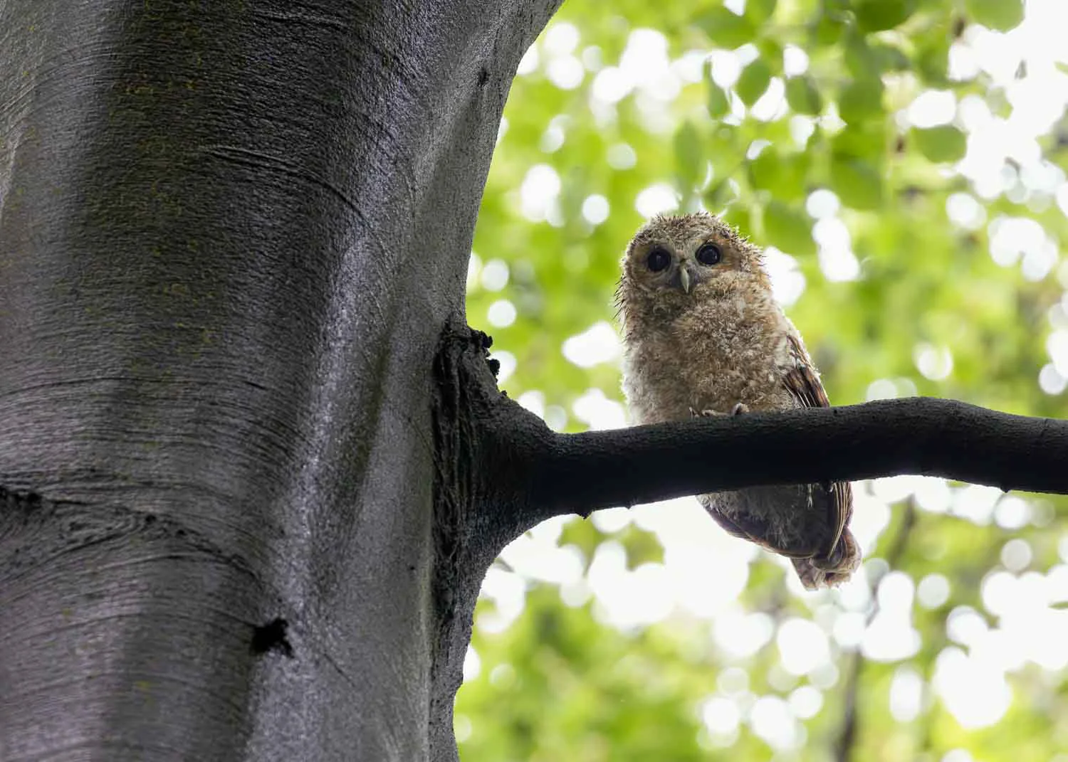 A soaking wet tawny owlet in its branching phase perched on a branch of a beech tree after a day of heavy rain.