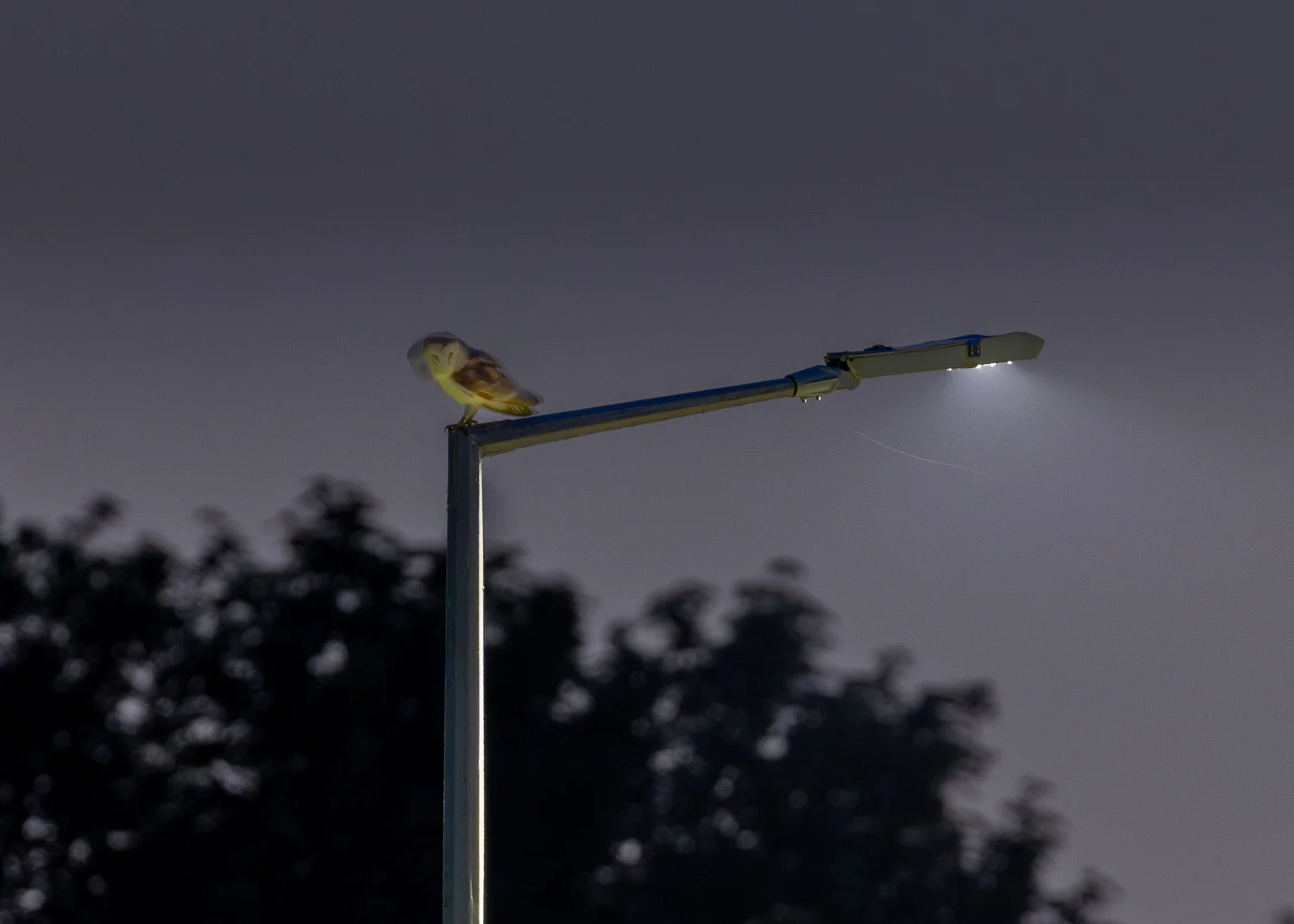 A long exposure photograph of a barn owl perched on a lamppost during the night in the countryside.