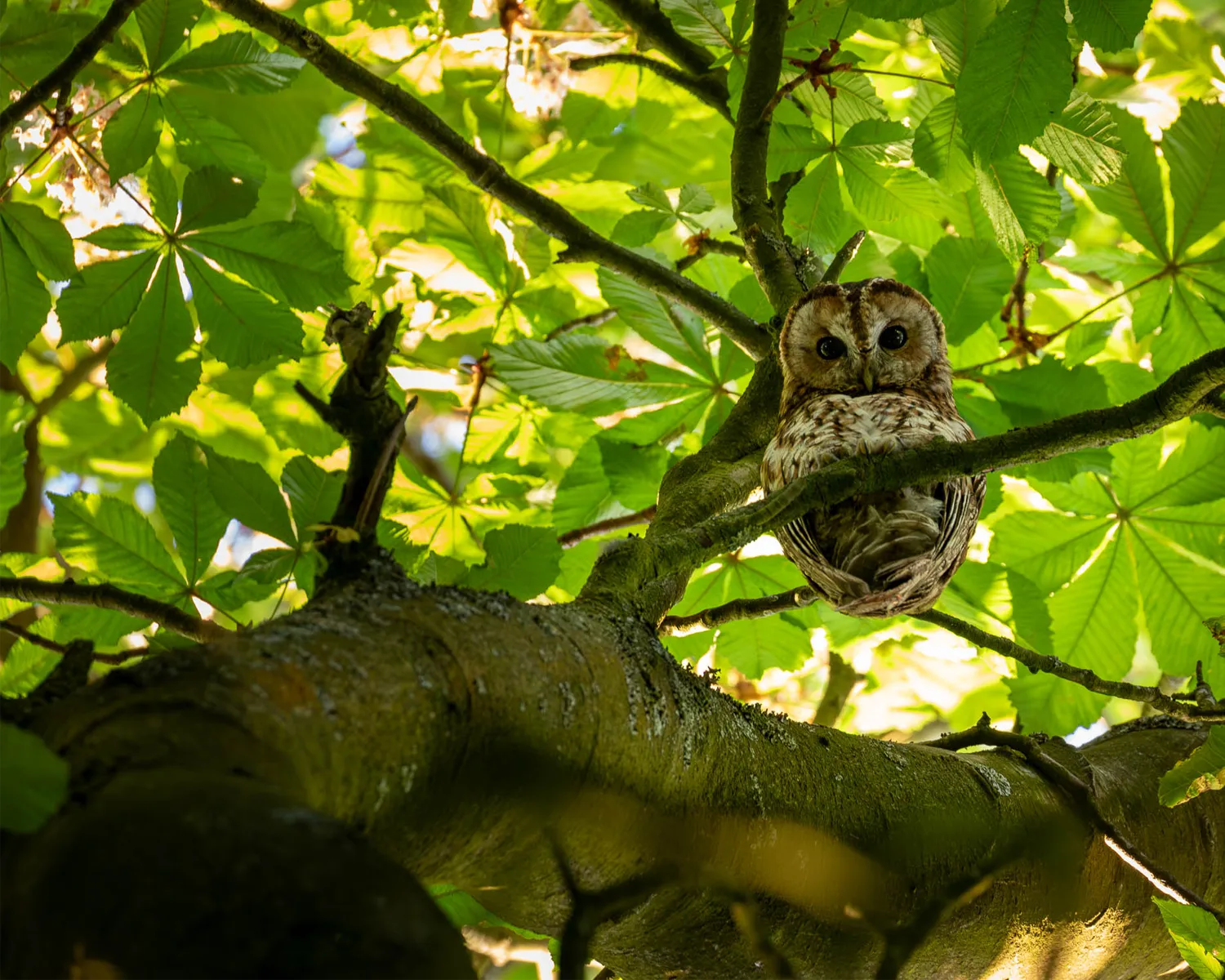 A tawny owl looking down from a perch in a conker tree during a late spring afternoon.