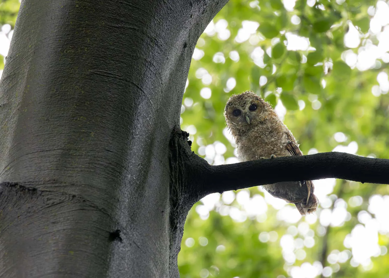How I Photograph Tawny Owlets with Care and Respect