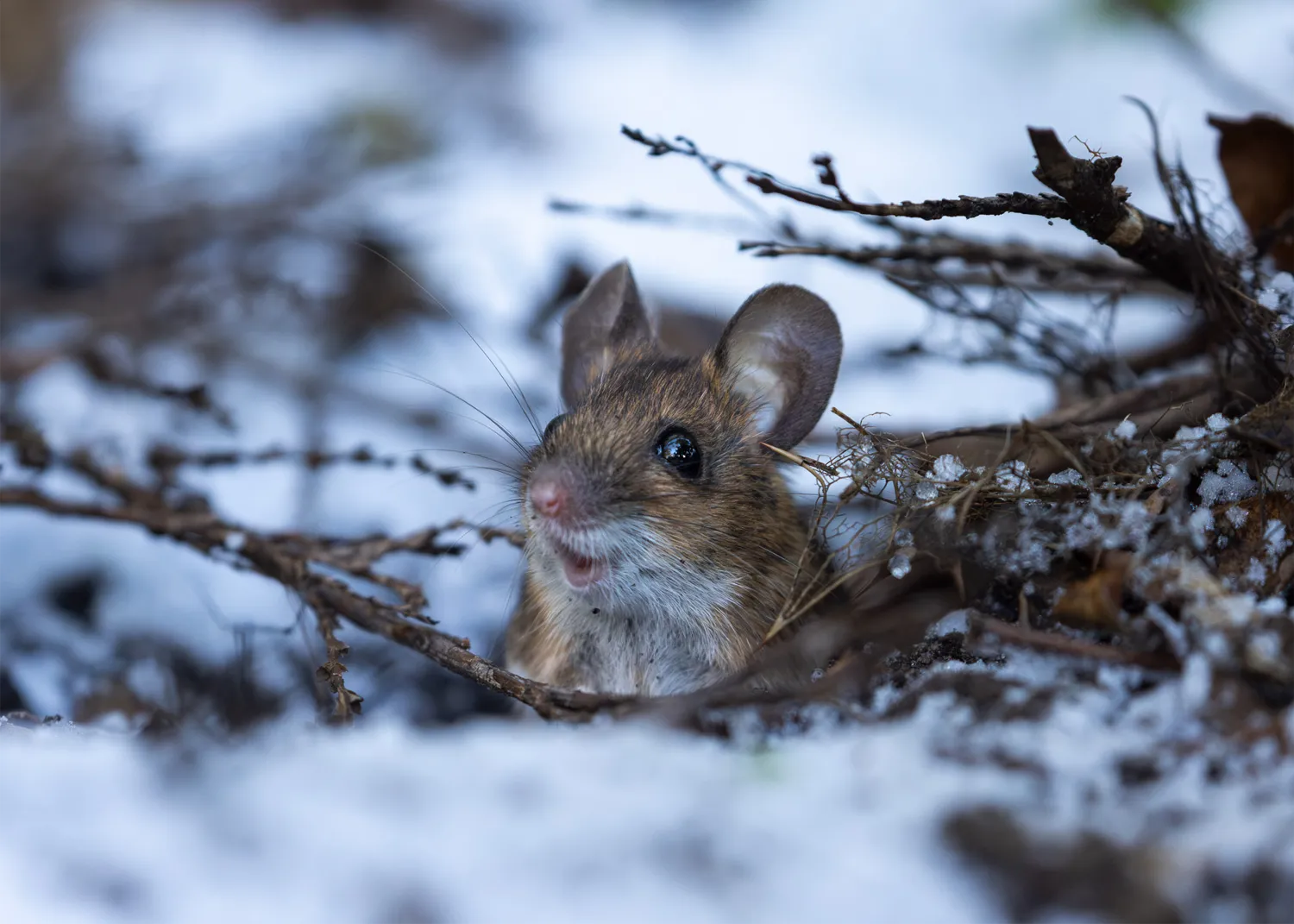 How Wild Rainford Aims to Support Local Biodiversity During Nature’s Time of Need