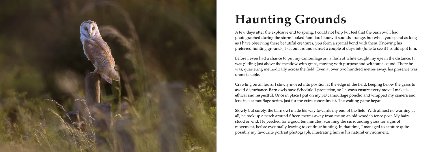 Artwork showing a double-page spread from Wild Rainford, illustrating a perched barn owl and a first-person account of how the photograph came to life.