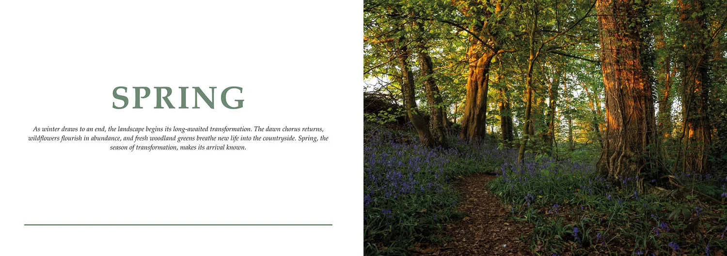 Artwork showing the spring chapter page of the highly anticipated nature photography book titled Wild Rainford.