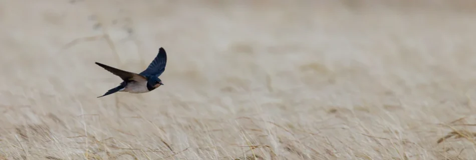 Barn swallow hunting for insects across a barley field in Rainford Village in North West England during summer.