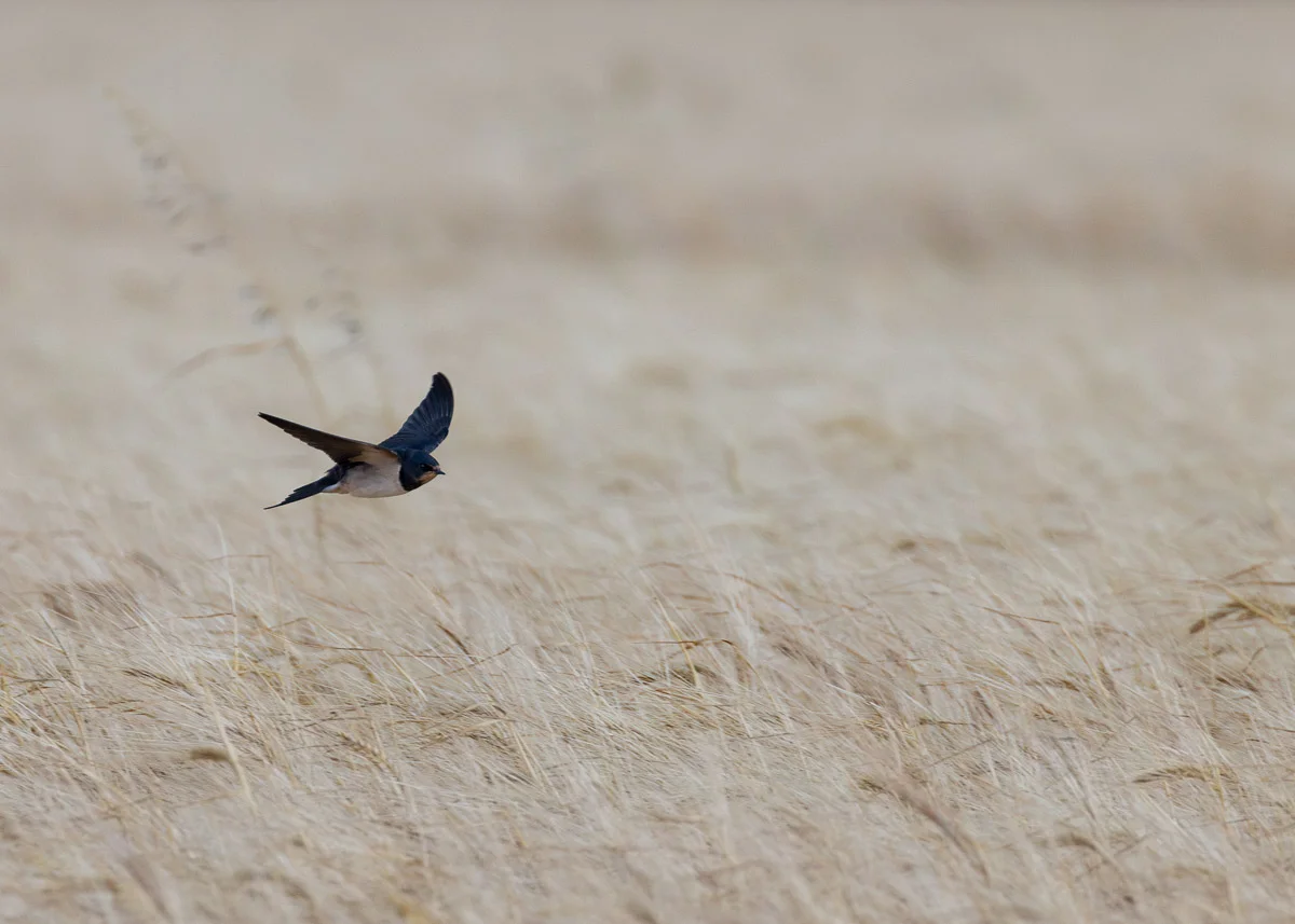Nature Photography’s Number One Rule: Expect the Unexpected