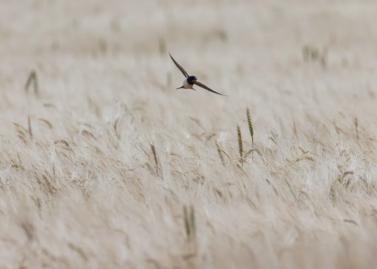 Barn swallow swooping low across a mature barley field in Rainford Village during summer