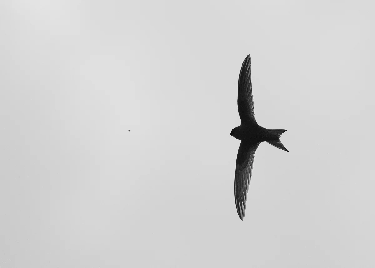 Common Swift in flight seconds from catching a fly against a cloudy sky in Rainford Village.
