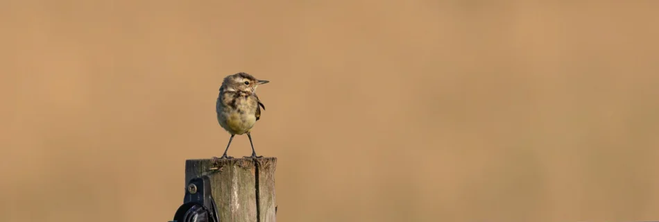 Fledgling yellow wagtail (Motacilla flava) perched on a fence post in the middle of a meadow in Merseyside during summer.