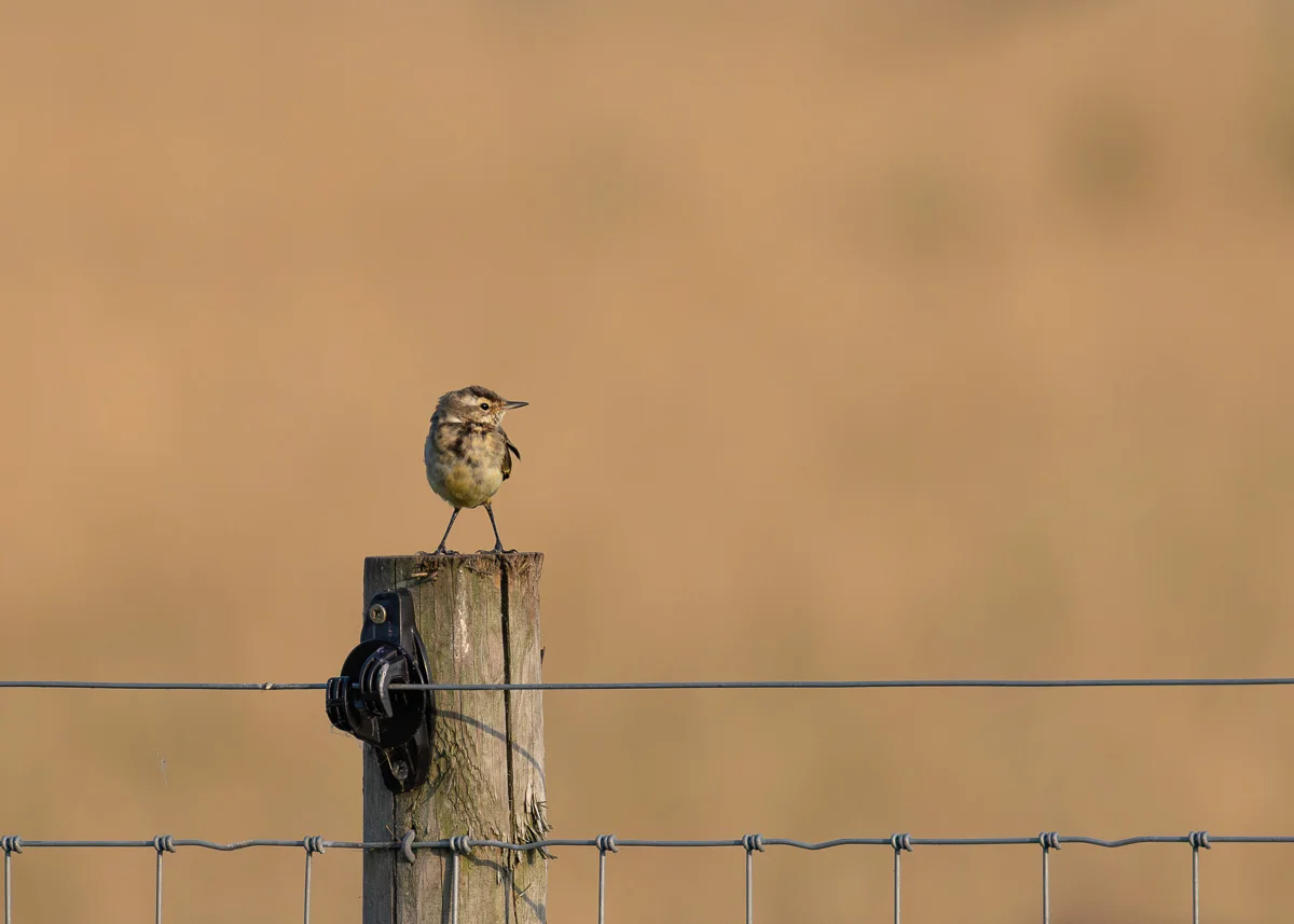How I use BirdTrack to Support Wildlife Conservation as a Nature Photographer