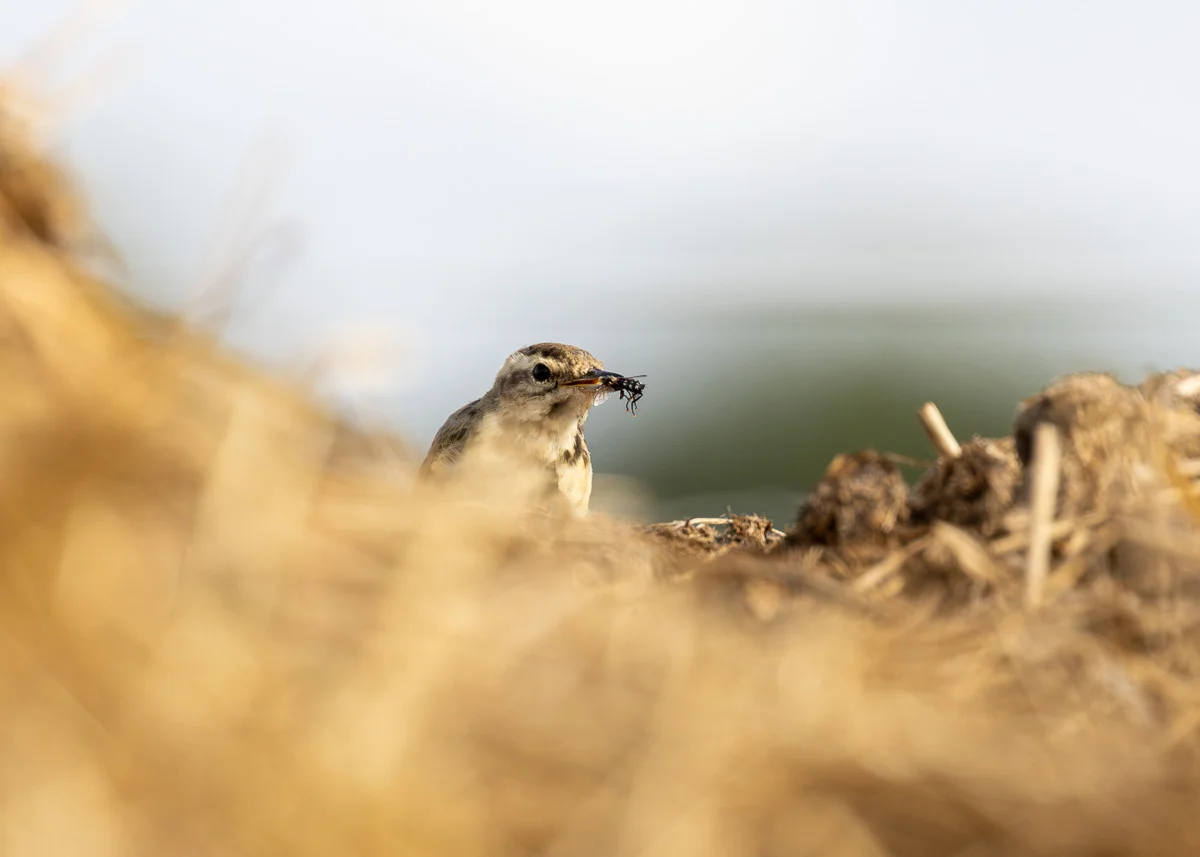 A gleaning juvenile yellow wagtail on farmland in Rainford Village during summer