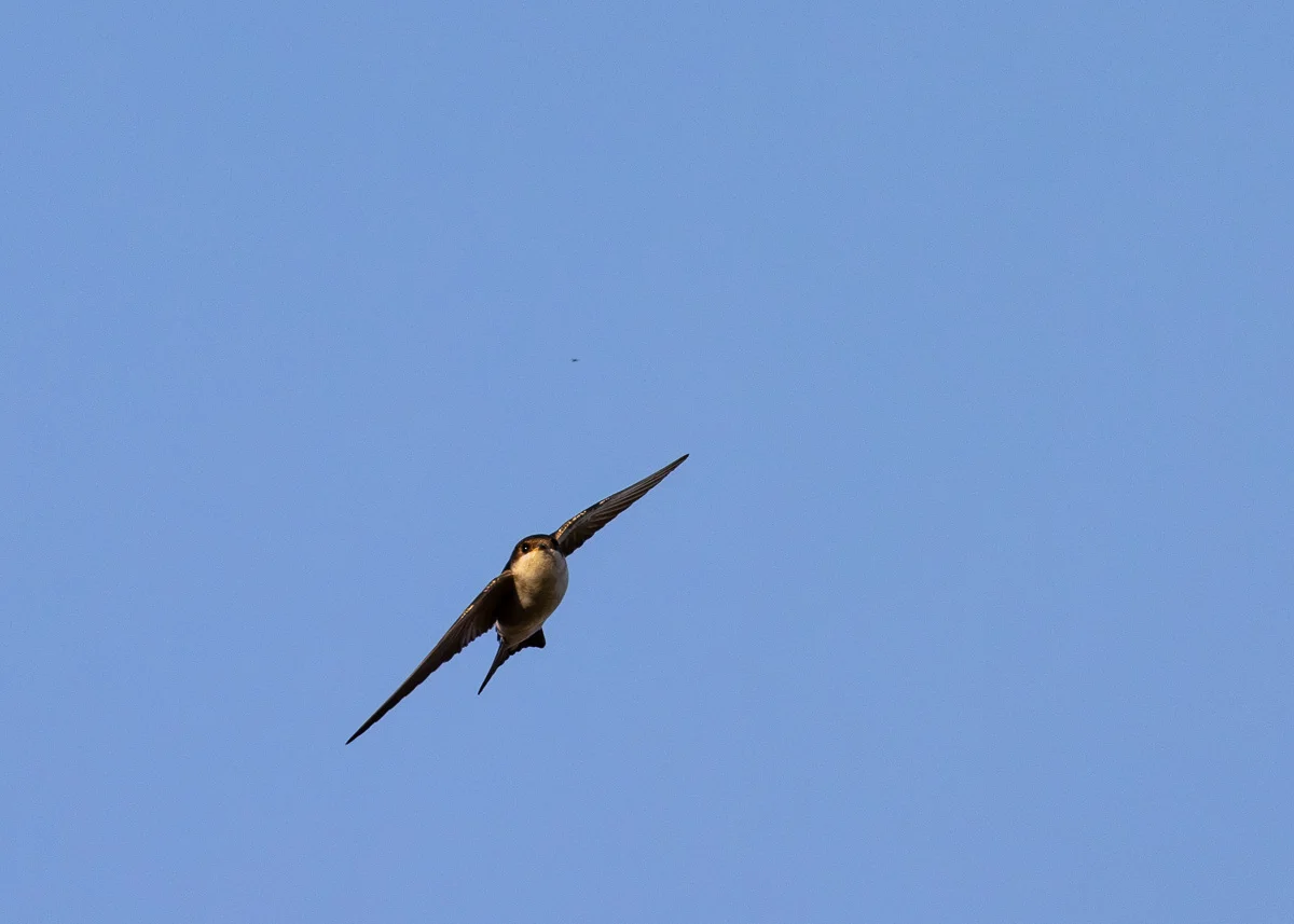 A House Martin in flight about to catch a fly against a clear blue summer sky in the countryside.