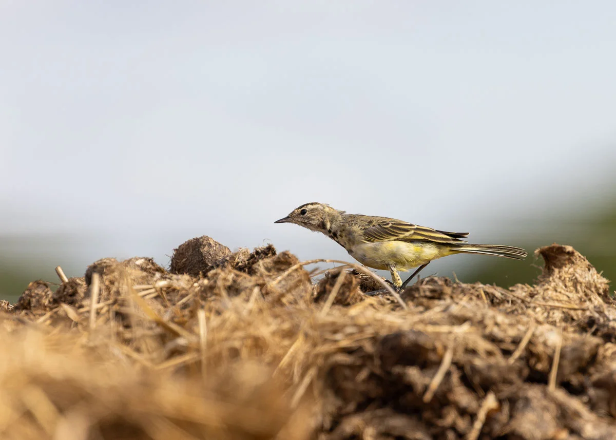 A yellow wagtail chasing a fly on a summer's day in the countryside in North West England
