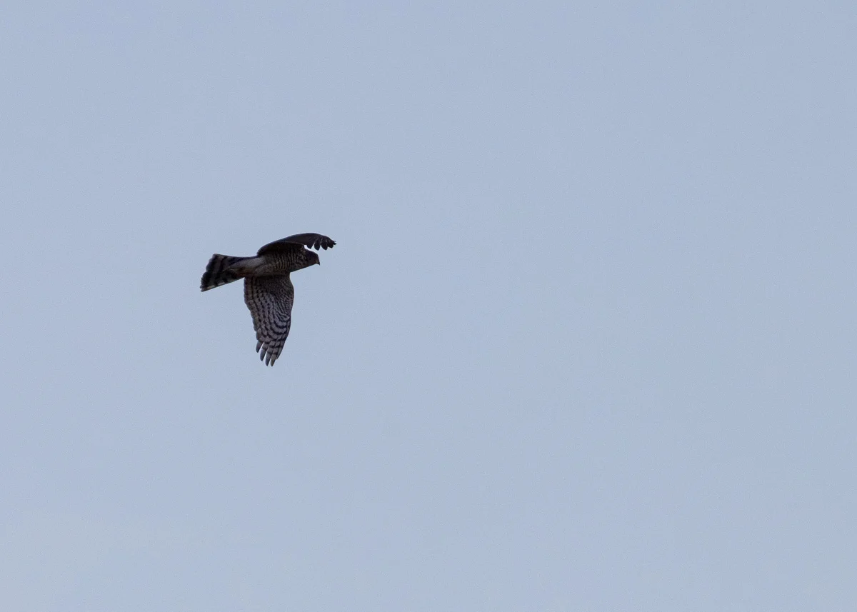 Sparrowhawk flying against a blue sky during a later summer evening in Rainford Village