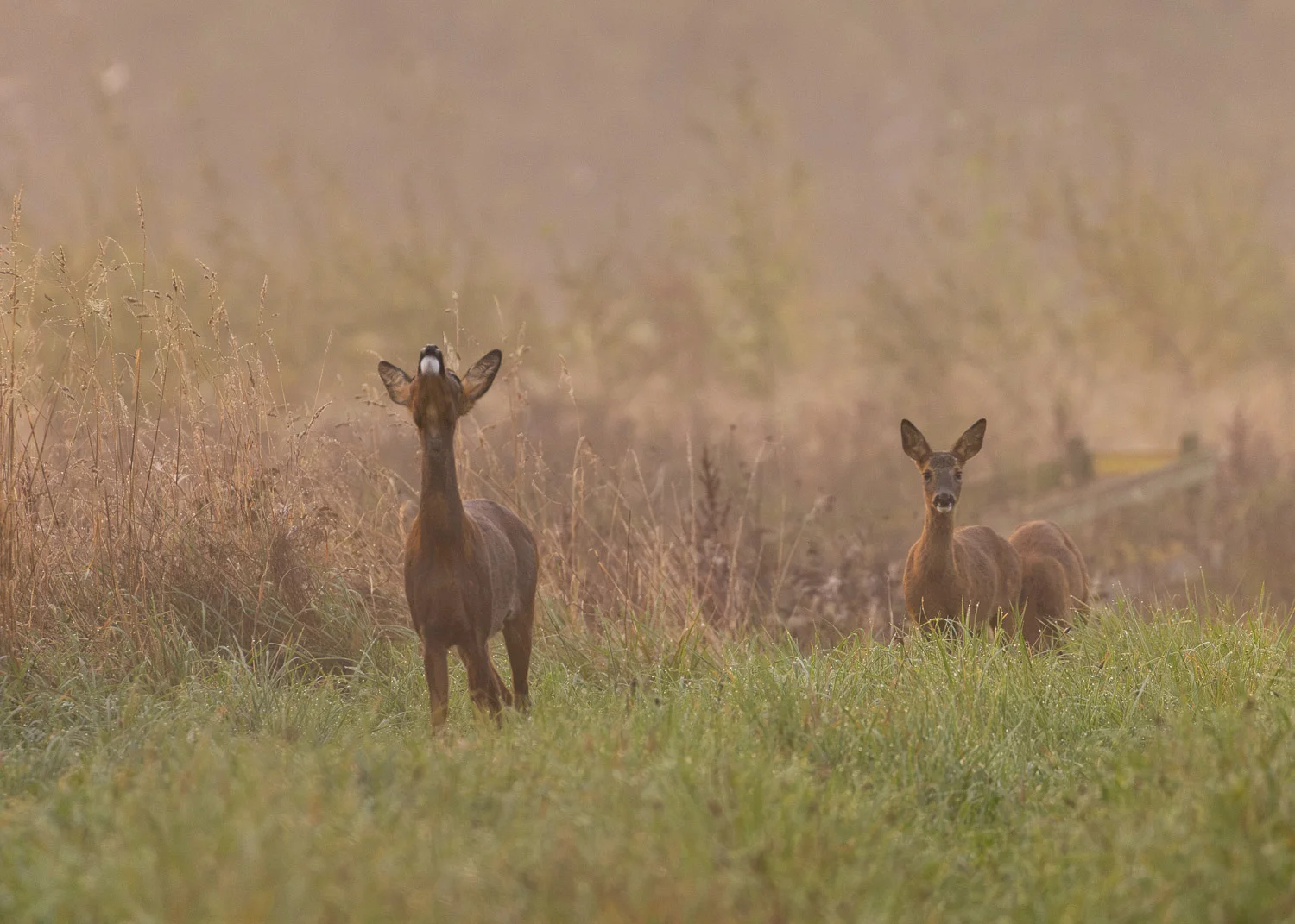 A herd of adult roe deer does grazing in a misty field. The lead doe is sniffing the air for the scent of potential threats.
