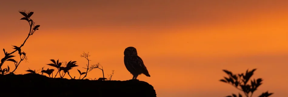 A silhouette of a little owl perched on a barn roof with a golden sky backdrop after an immense autumnal sunset.