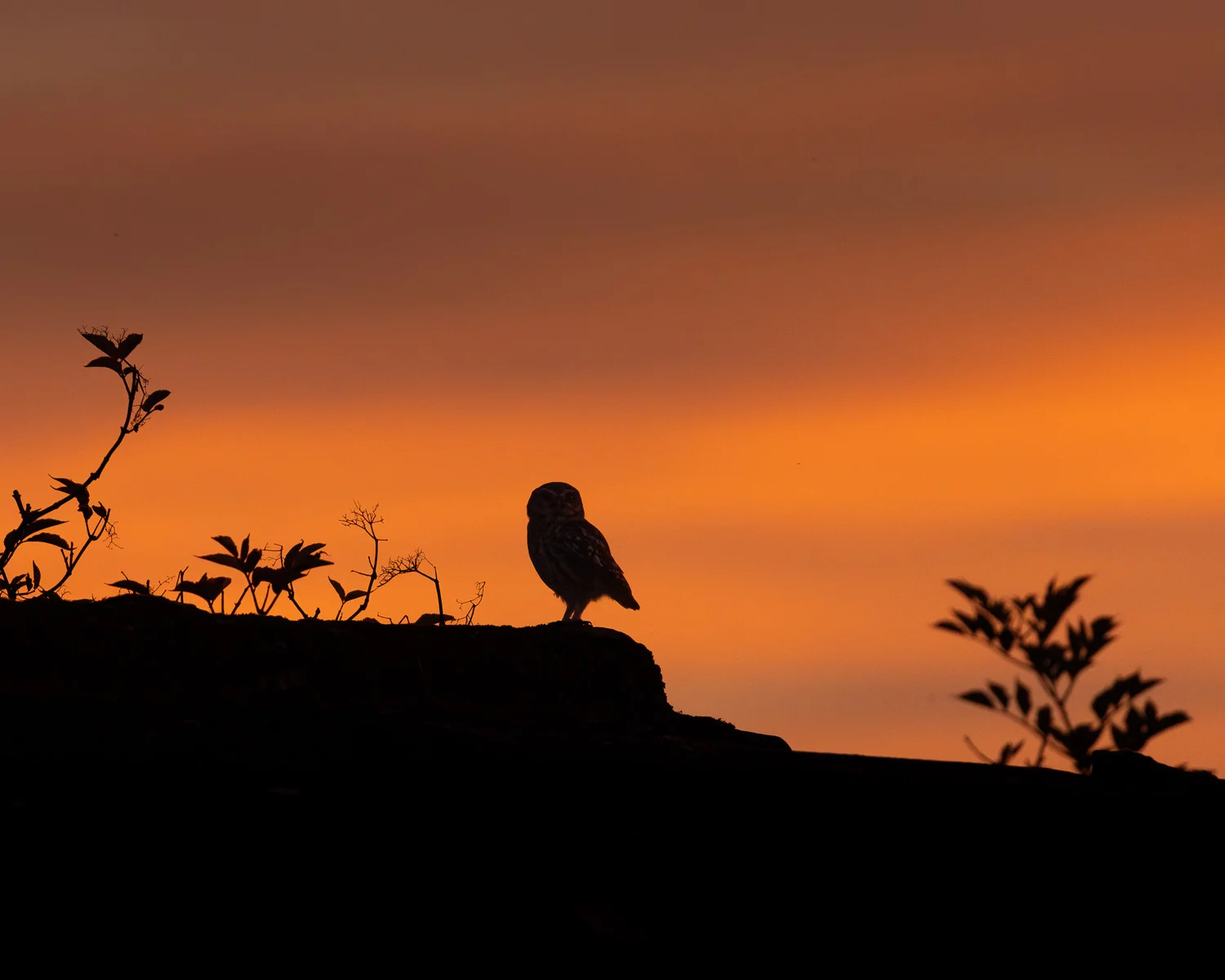 Scouting for Autumn: Wildlife Photography in the Countryside
