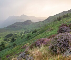 Flowering heather near Blea Tarn with the Langdale Pikes in the background shrouded in mist during a summer morning in the Lake District.