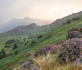 Atmospheric Stunning landscape photo of flowering heather and the Langdale Pikes at Blea Tarn in the Lake District.