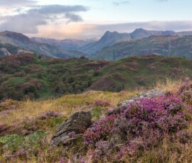 Sunrise landscape photography at Tom Heights in the Lake District during the heather season.