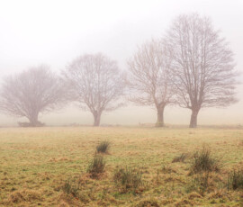 Landscape photograph of four trees in size order at Elterwater.