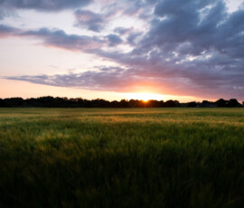 A breathtaking landscape photo of sunset over a barley field in Rainford Village.