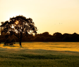A breathtaking landscape photo of sunset over a barley field in Rainford Village.