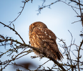 A telephoto photograph of a Tawny Owl resting in a Hawthorn tree in Rainford Village.