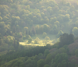 Delicately Spring Landscape photograph of a group of spring trees in the Lake District.