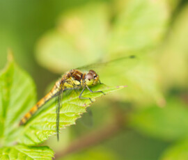 Macro photograph of a female Common Darter Dragonfly resting on a Bramble leaf.