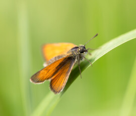 Macro photo of a beautiful Small Skipper butterfly resting on a single blade of grass.