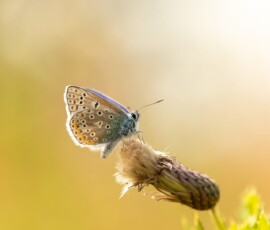 Basking Blue A macro photograph of a common blue butterfly resting on a thistle.