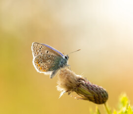 A macro photograph of a common blue butterfly resting on a thistle.
